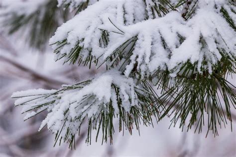 Galhos De P Nus Congelados Na Neve Ramos De Rvore Sob Neve Galhos De