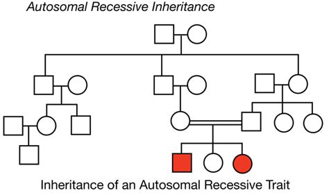 Autosomal Recessive Inheritance Pedigree