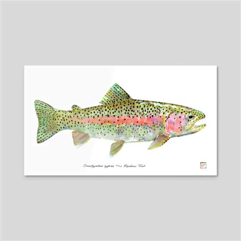 Labeled Rainbow Trout An Art Print By Eric Vanallen Inprnt