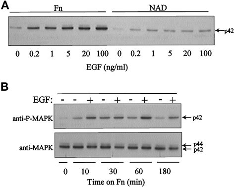 Integrin Mediated Signaling Events In Human Endothelial Cells