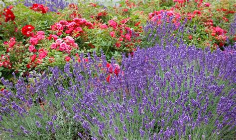 Bastard Garten Lavendel Grosso Pflanze Pflege Tipps Floragard