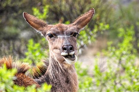 Kudu Antelope Wildlife - Free photo on Pixabay