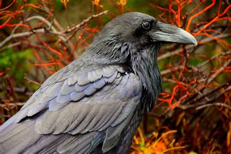 Raven Tales — The Inuit Creation Story | by Dennis Waller - Master of ...