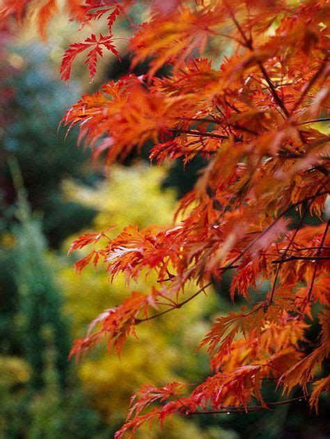 Conocer Los Arces Japoneses Arce Japones Arboles Para Jardin