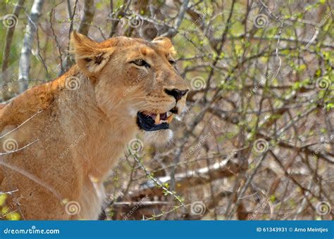 Lioness Panthera Leo Krugerii Stock Image Image Of Game Mammal