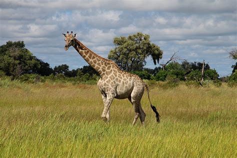 Giraffe Africa Savannah - Free photo on Pixabay