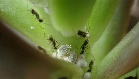 多肉植物病蟲害防治常用藥劑介紹 每日頭條