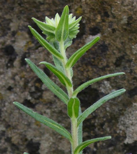 Onosma stellulatum - Image of an specimen - Plantarium
