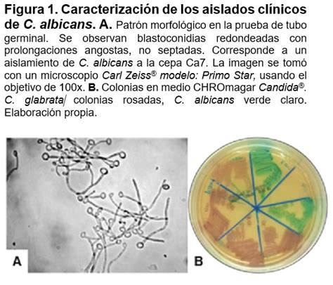 Histolog A De Candida Albicans