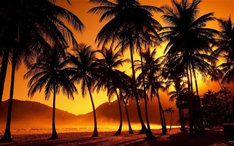 Palm Tree Windows 10 Theme Themepackme