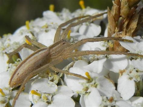 Slender Crab Spider Tibellus Species Tibellus Bugguidenet