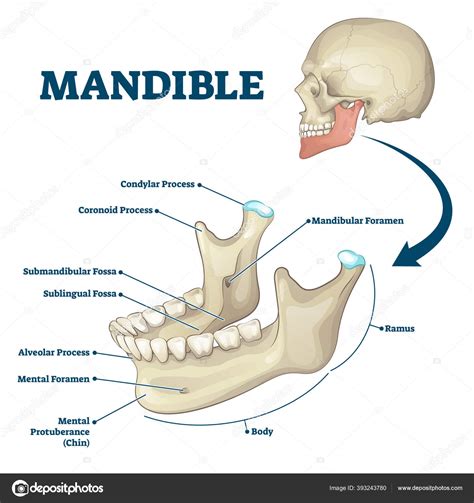 Mandíbula Mandíbula Hueso Etiquetado Esquema De Estructura Anatómica