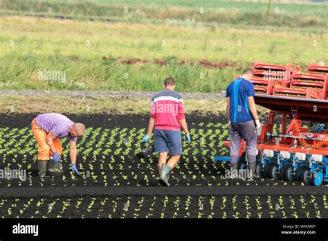 Labor Intensive Agriculture