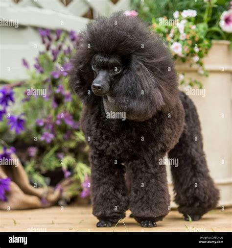 Toy Poodle Grass Hi Res Stock Photography And Images Alamy