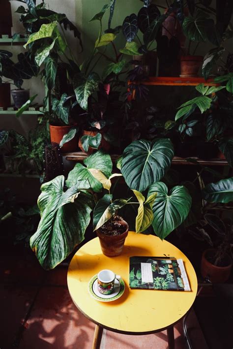 Morning Routine With Plants