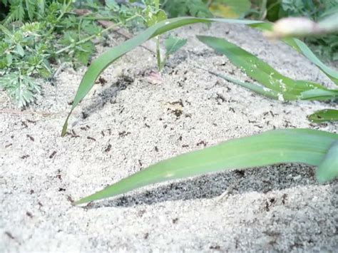 Does Baking Soda Kill Fire Ants? – pestinformer.com