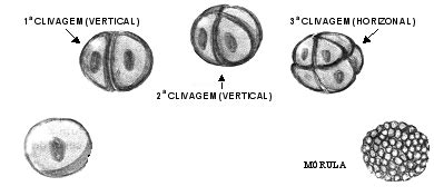 O Que Significa Clivagem - Ciências Biológicas: Padrões de Clivagem
