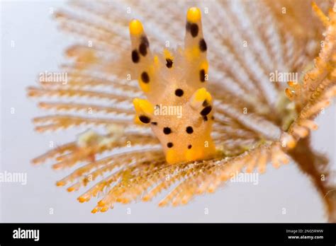 Pikachu Nudibranch Thecacera Pacifica Lembeh Strait Bitung North