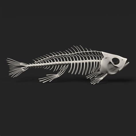 Fish Skeleton 3d Obj