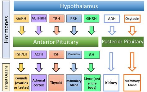 Unit 1 The Endocrine System Douglas College Human Anatomy