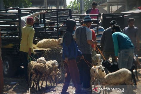 Harga Kambing Mulai Naik Jelang Idul Adha ANTARA News