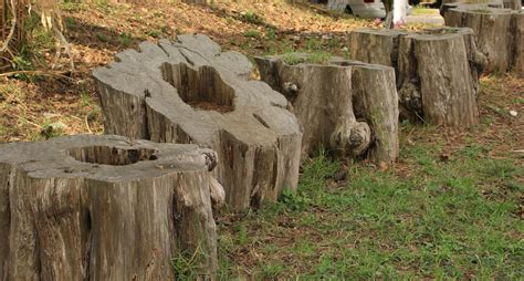 Tree Trunk Tree Trunks Trunk Trunks 4k Wallpaper Coolwallpapers Me