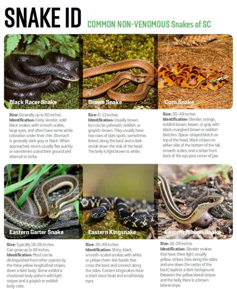 Snake Species with Pictures: Discover the World"s Most Fascinating Snakes