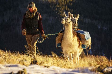 Fossil Ridge Pack Llamas