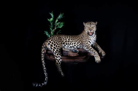 Leopard Full Mount Aggressive Pose Splitting Image Taxidermy