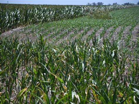 Alarma en el campo no se prevén lluvias importantes en el centro del