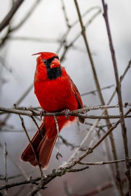 Premium Photo Male Northern Cardinal Perched In A Tree