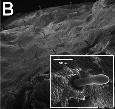 Cave Catfish Uses Teeth To Navigate In Darkness Biologists Say Of