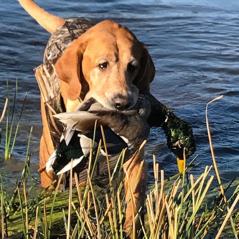 40 Best Duck Hunting Dogs ideas in 2021 | duck hunting dogs, hunting dogs, duck hunting