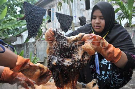 Dari Pohon Gambir Ke Kain Gambo Muba Antara Foto