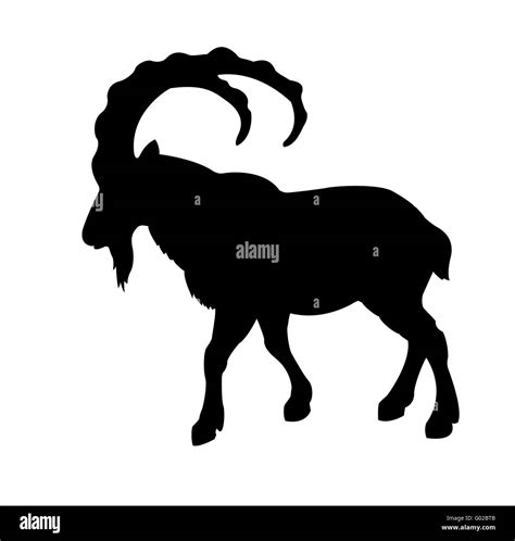 Vector Silhouette Mountain Ram On White Background Stock Photo Alamy