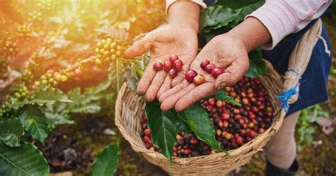 Economía En Zonas Rurales Se Beneficiaría Con Siembra De Café Robusta