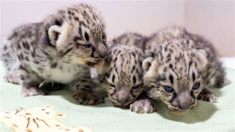 Snow leopard cubs at Woodland Park Zoo open their eyes for the first time