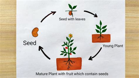 Life Cycle Of A Plant Drawing Easy