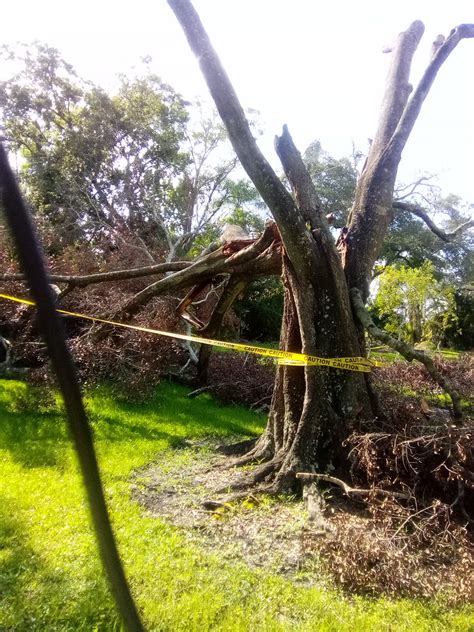 Oak Tree Struck By Lightning Lowry Park Tampa Florida Lo Flickr