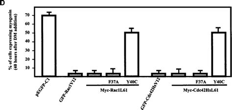 Facing Page Effect Of Rac And Cdc Hs Effector Loop Mutants On