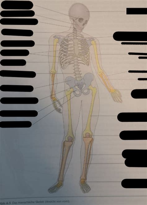 Bewegungsapparat Fachbegriffe Knochen APPP 1GM01 Diagram Quizlet