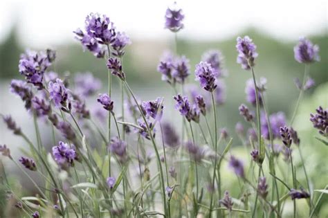 Lavender Turning Brown Reasons And Solutions To Save Your Plant