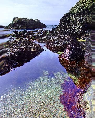 Glass In Tidepool Feb Fort Bragg California California Coast