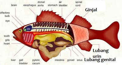 Sistem Ekskresi pada Ikan beserta Gambarnya - DosenBiologi.com