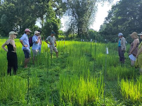 Progetto Risolo In Lombardia Rete Semi Rurali