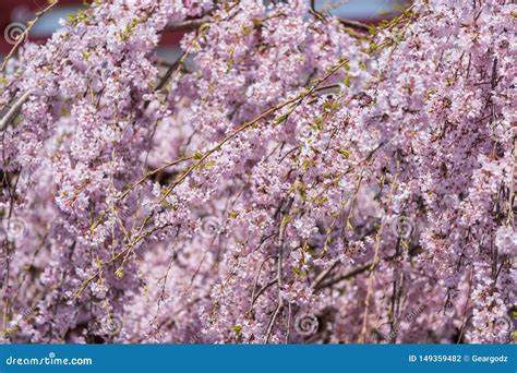 Sakura Flor De Cerezo En Tokio Jap N Foto De Archivo Imagen De