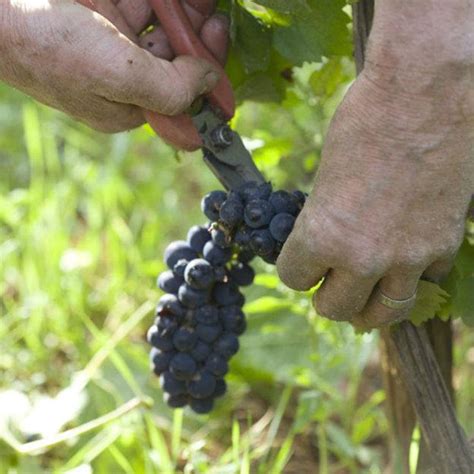 Vins Rouges Nos Appellations Domaine Jean Marc Boillot Pommard