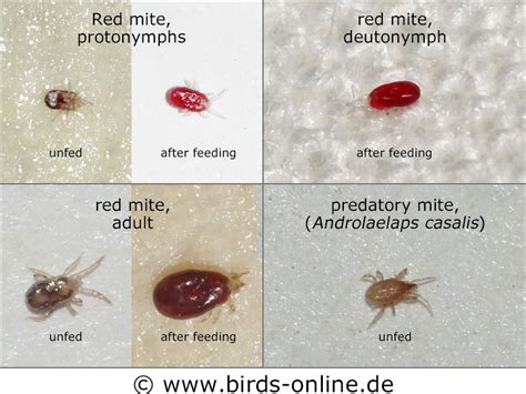 Bird Mites Life Cycle