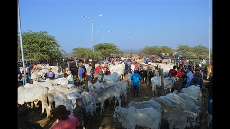 Feira de Gado de Tabira PE 30 08 2023 Veja os Preços na última Feira do