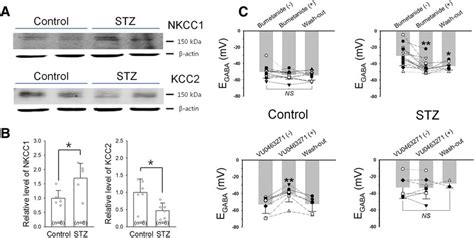 Upregulation Of Nkcc And Downregulation Of Kcc Expression In The Avp